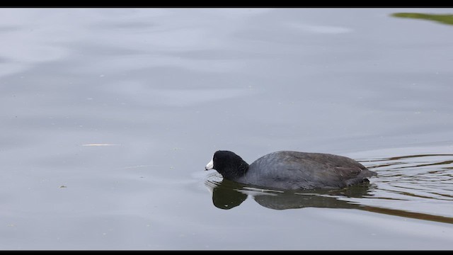American Coot (Red-shielded) - ML611220489