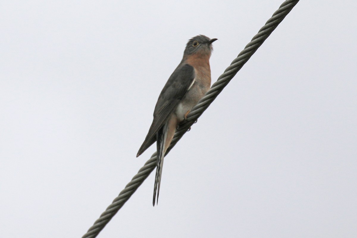 Fan-tailed Cuckoo - ML611220642