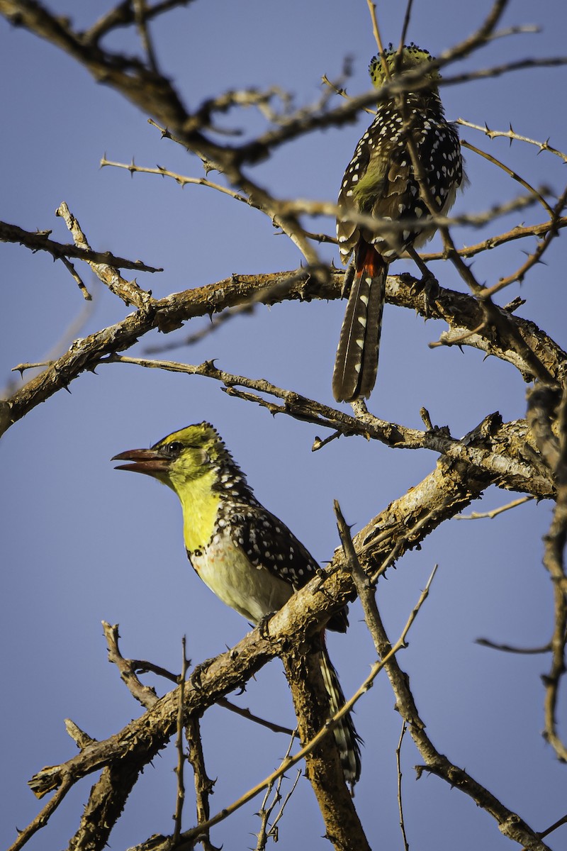 Yellow-breasted Barbet - ML611220653