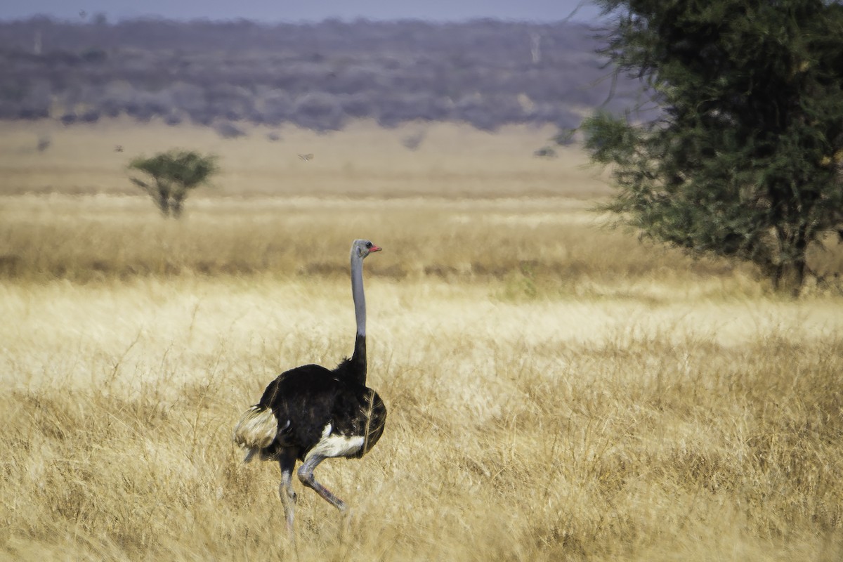 Somali Ostrich - ML611220657