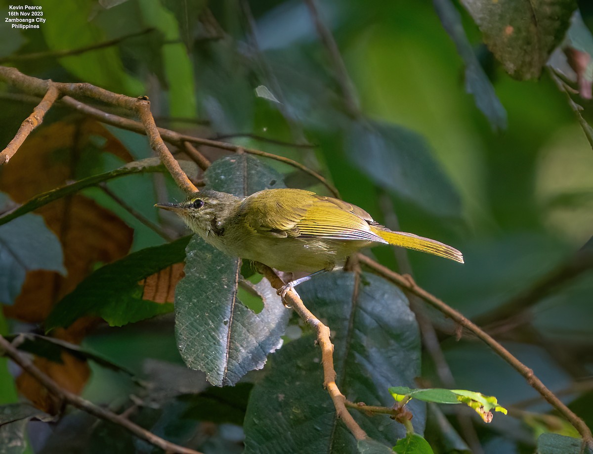 Philippine Leaf Warbler - ML611220754