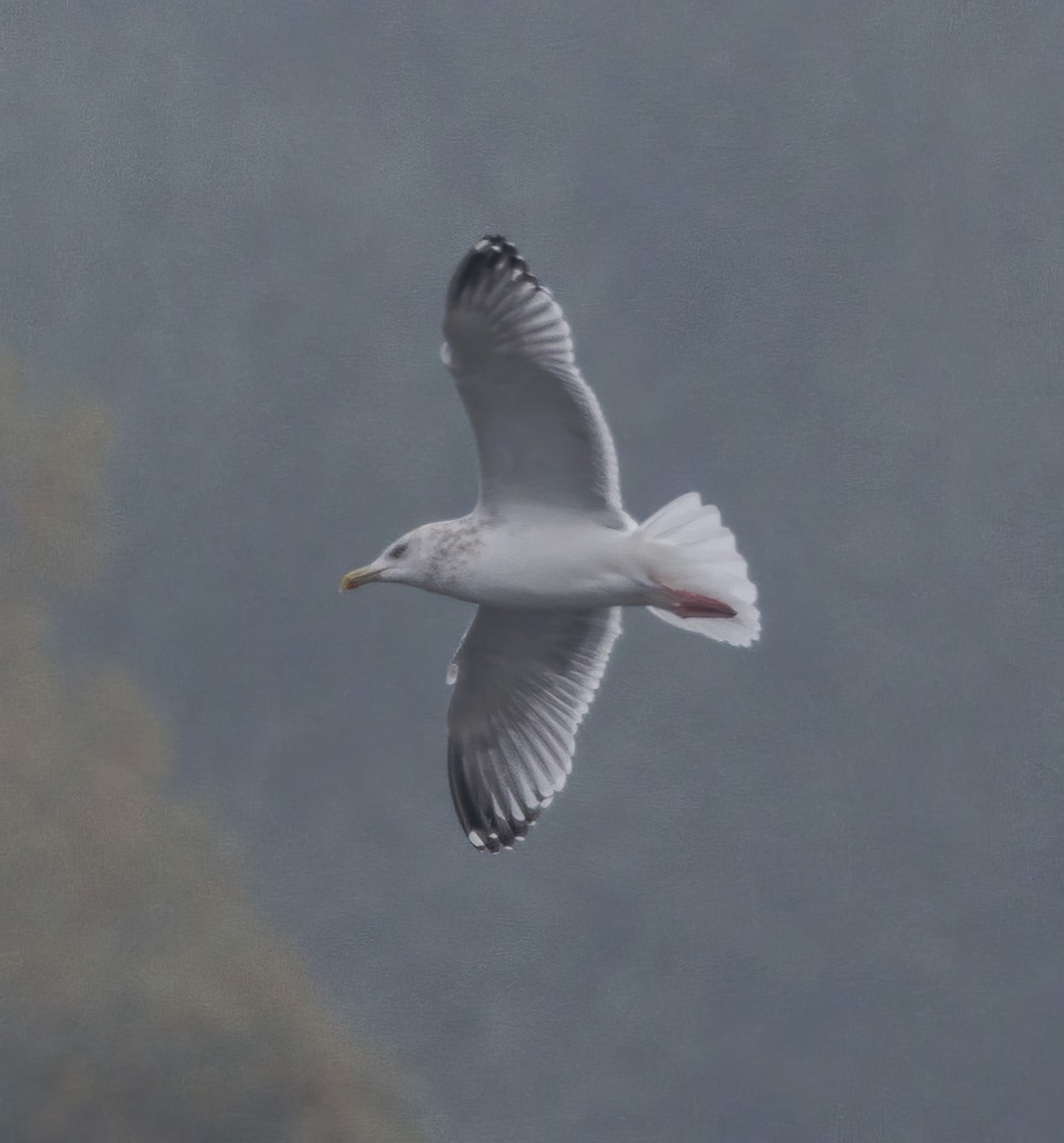 Glaucous-winged Gull - Roger Windemuth