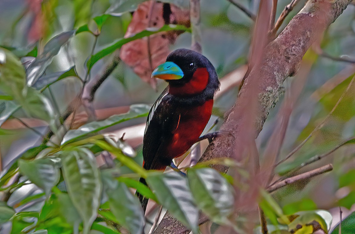 Black-and-red Broadbill (Black-and-red) - ML611221135