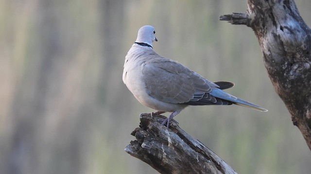 Eurasian Collared-Dove - ML611221214