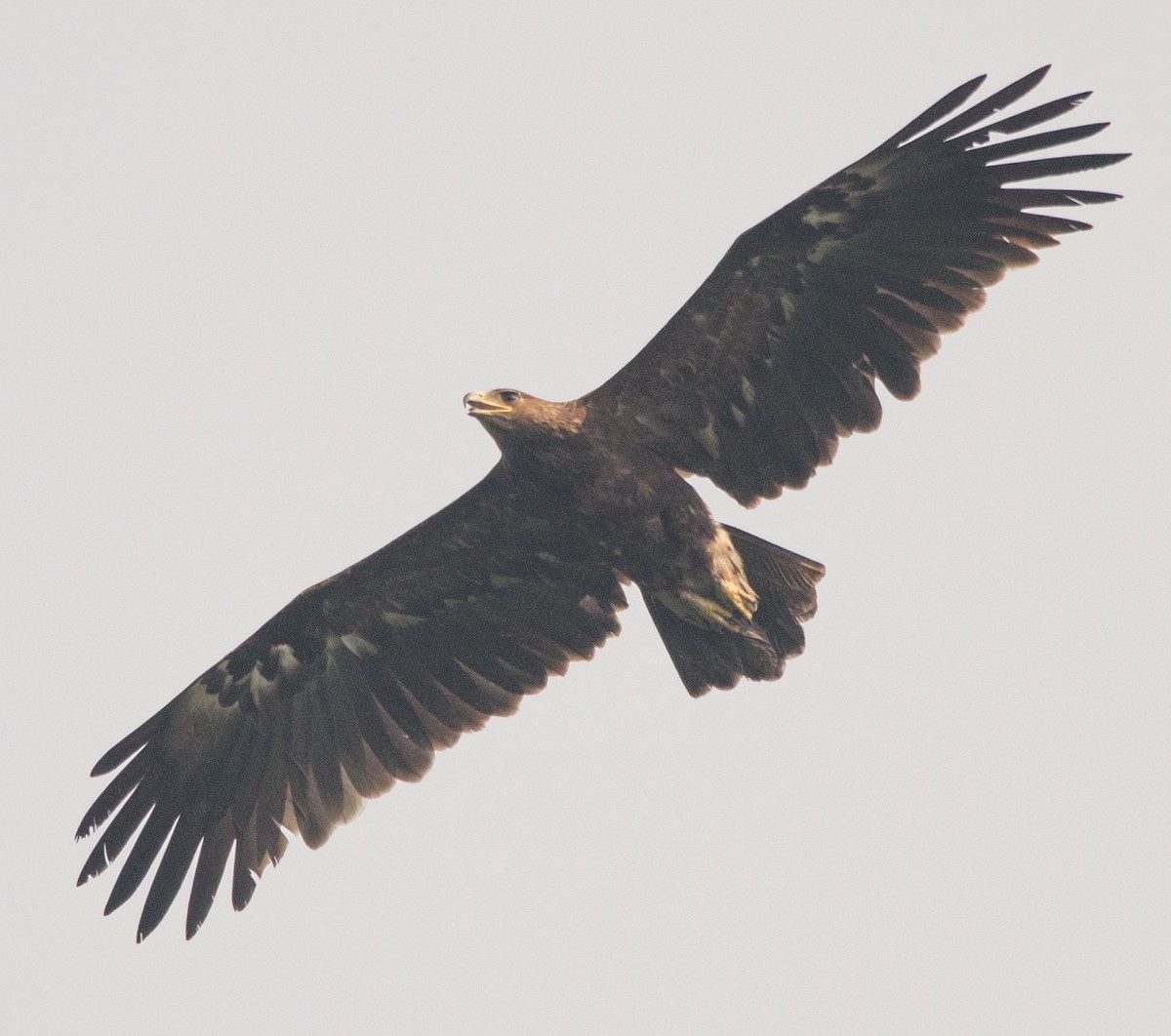 Greater Spotted Eagle - ML611221219