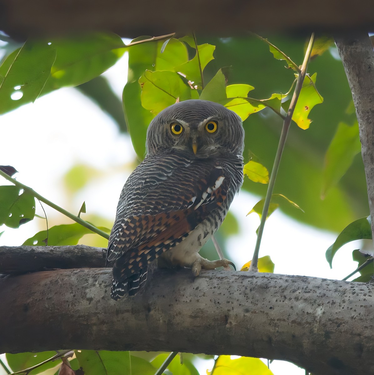 Jungle Owlet - Pratik Chile