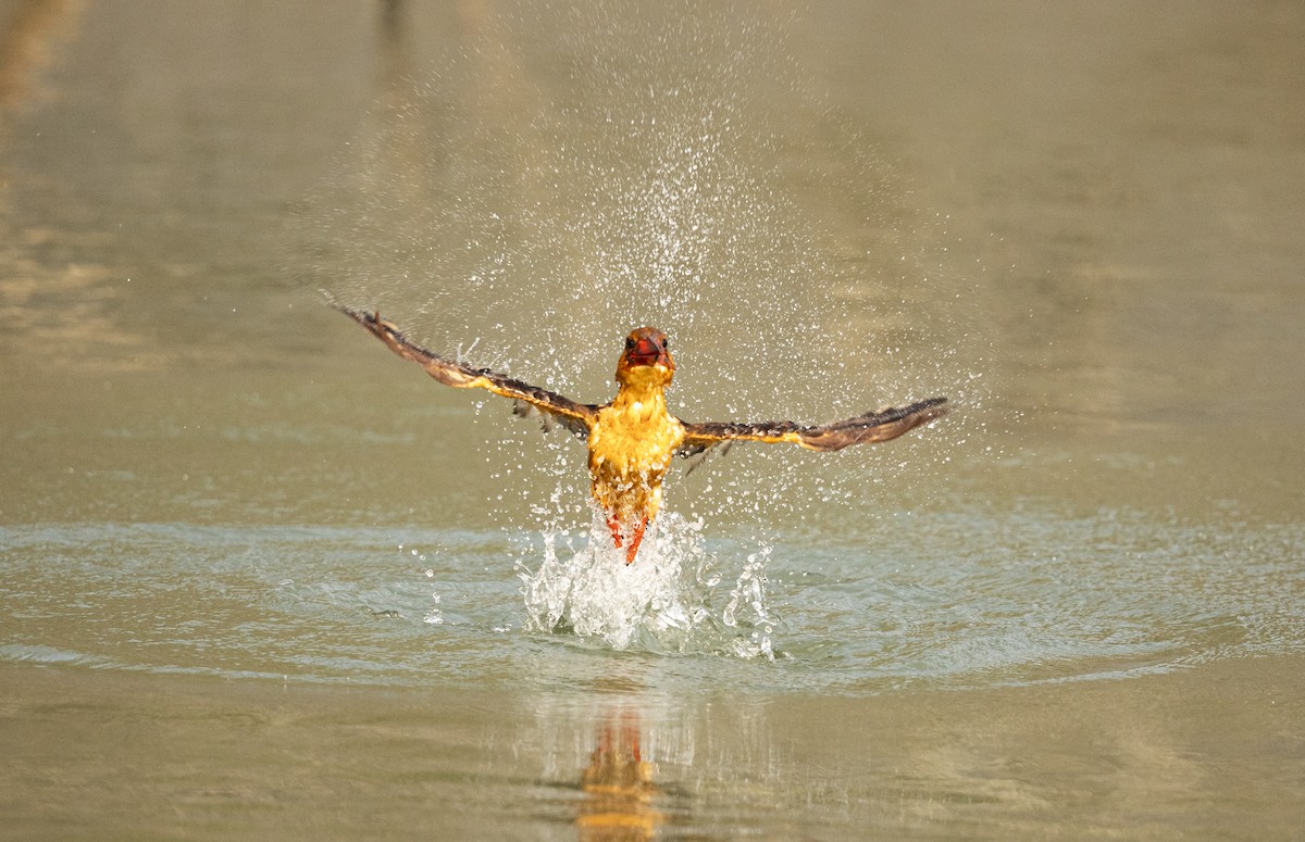 Brown-winged Kingfisher - ML611221583