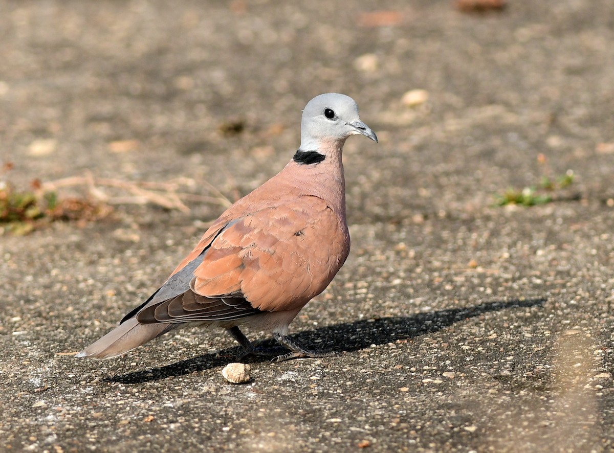 Red Collared-Dove - ML611221652