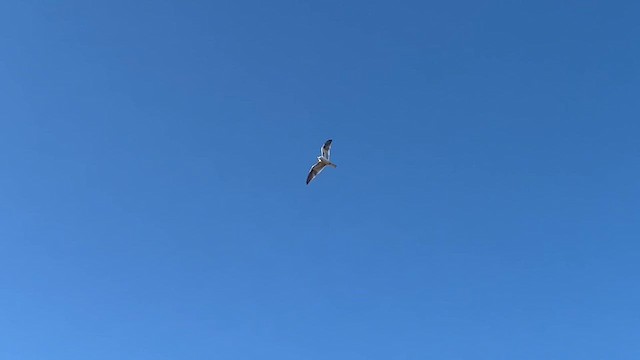 Black-shouldered Kite - ML611222194