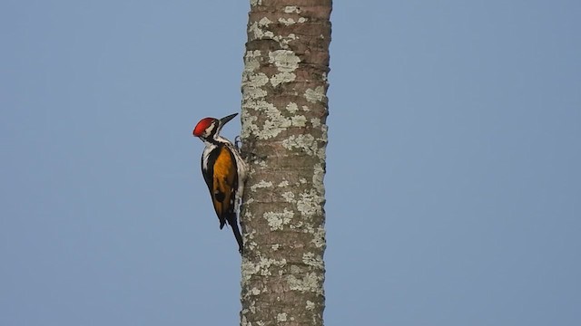White-naped Woodpecker - ML611222220