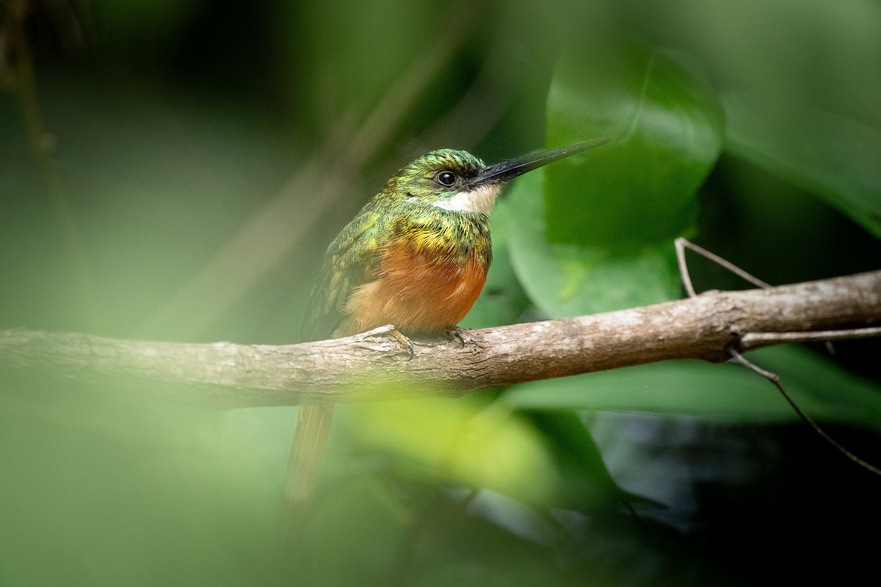 Jacamar Cola Canela (grupo ruficauda) - eBird