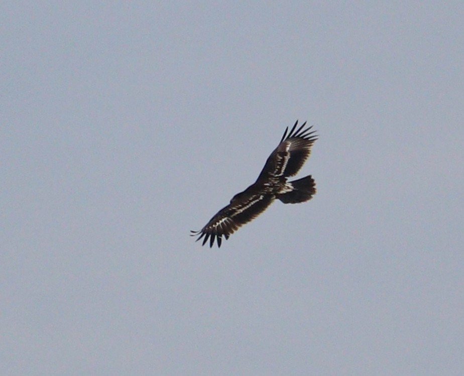 Greater Spotted Eagle - ML611222565
