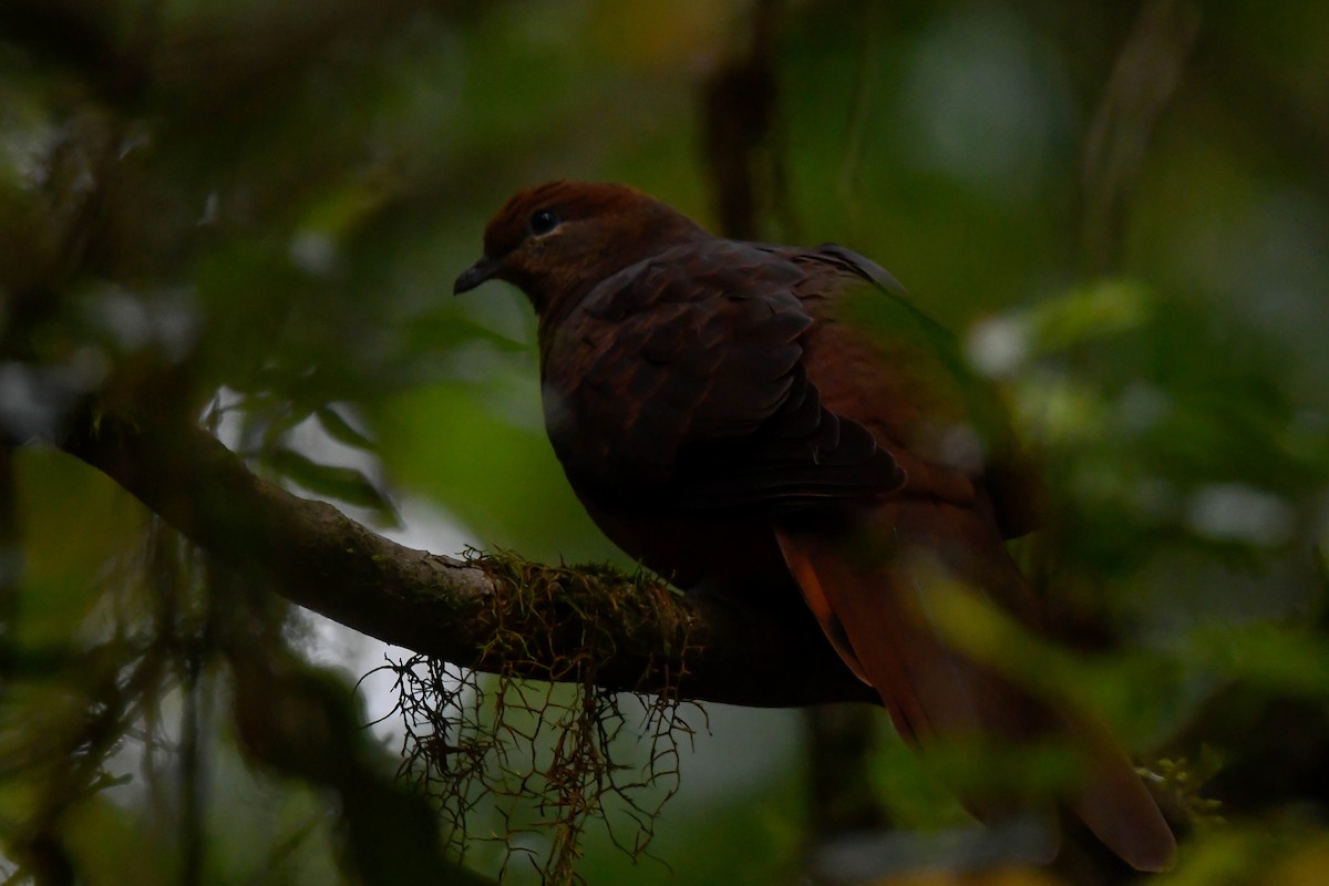 Brown Cuckoo-Dove - ML611222853