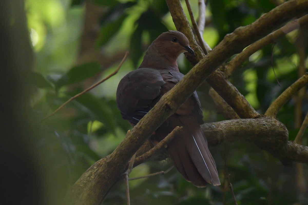 Brown Cuckoo-Dove - ML611222854