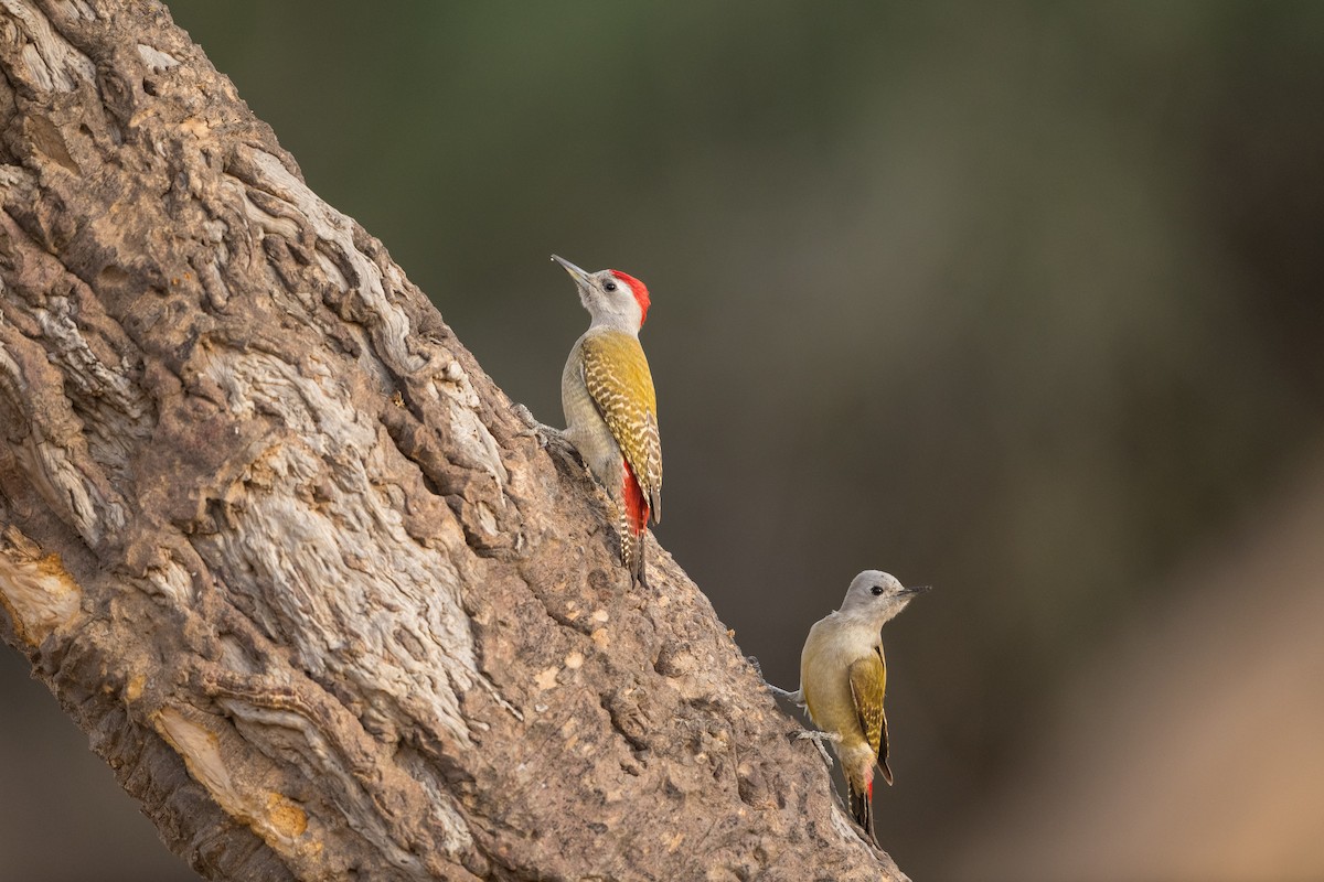 African Gray Woodpecker (Gray) - ML611222873