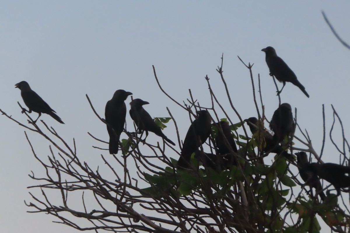 House Crow - Pushpa Puliyeri