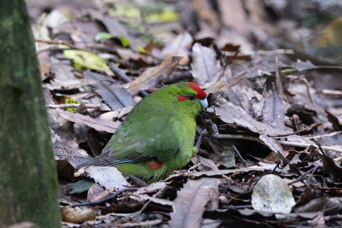 Red-crowned Parakeet - Ben Ackerley