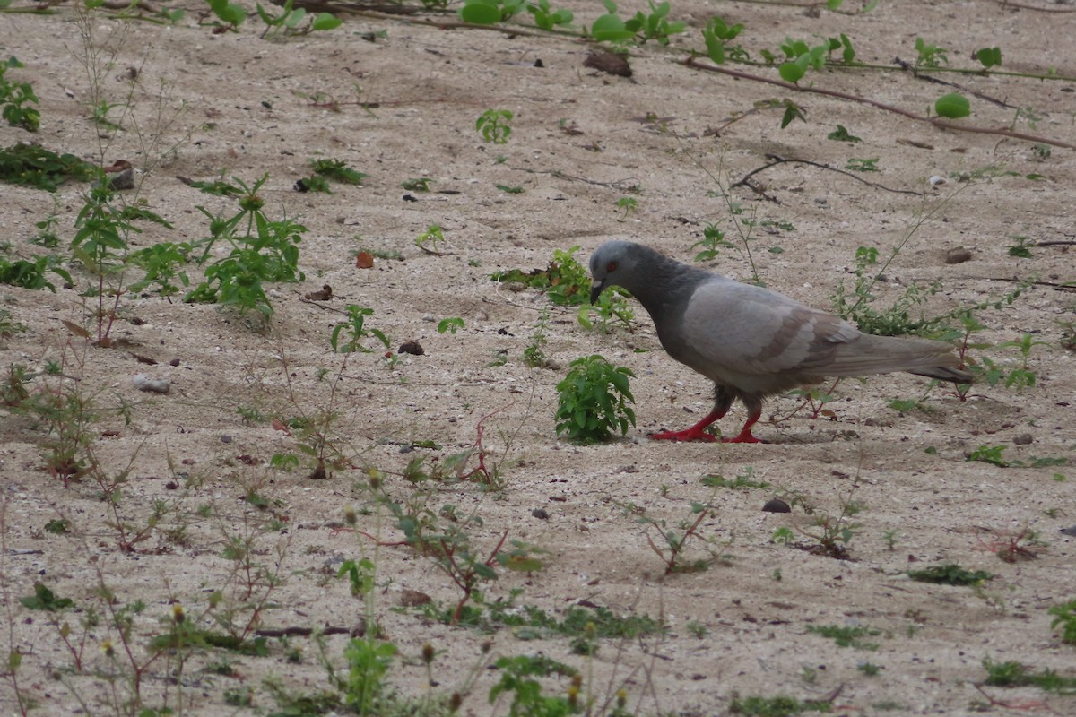 Rock Pigeon (Feral Pigeon) - Pushpa Puliyeri
