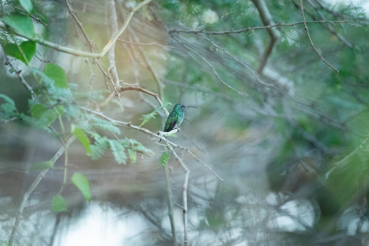 Shining-green Hummingbird - ML611223672