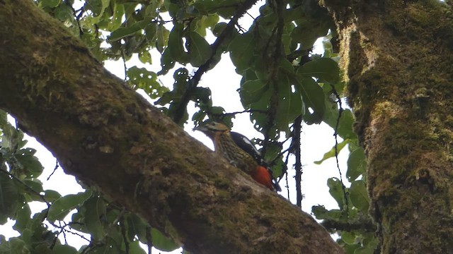 Darjeeling Woodpecker - ML611223944