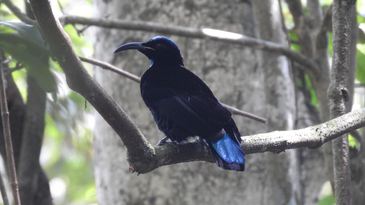 eBird Checklist - 17 Nov 2023 - Russell Park walking track - 18 species ...