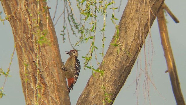 Fulvous-breasted Woodpecker - ML611224231