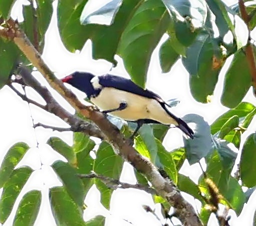 Red-billed Pied Tanager - ML611224287