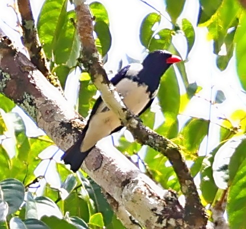 Red-billed Pied Tanager - ML611224288