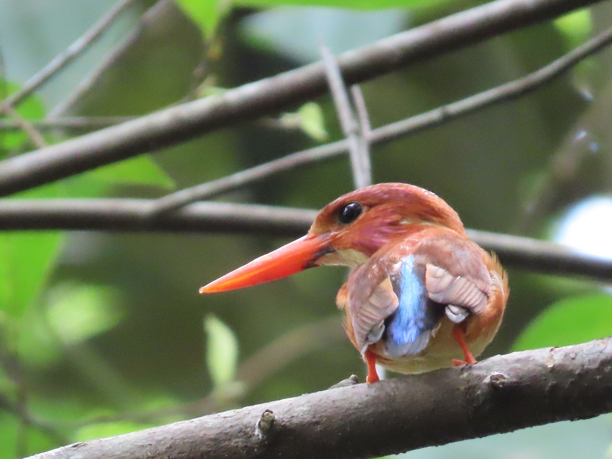 Sulawesi Dwarf-Kingfisher - ML611224733