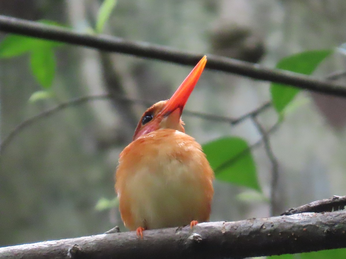 Sulawesi Dwarf-Kingfisher - ML611224734