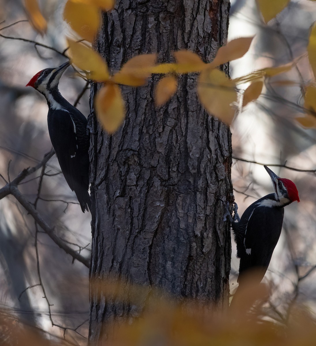 Pileated Woodpecker - ML611225026