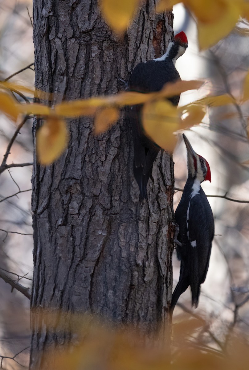 Pileated Woodpecker - lawrence connolly