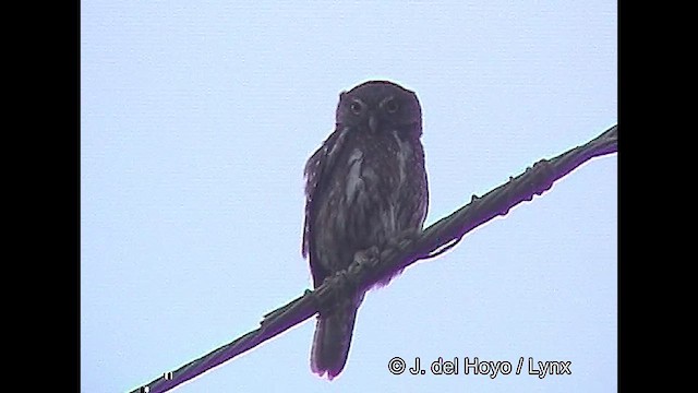 Austral Pygmy-Owl - ML611225510