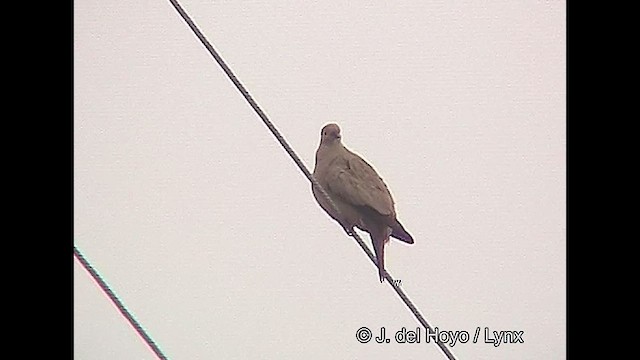 Black-winged Ground Dove - ML611225571