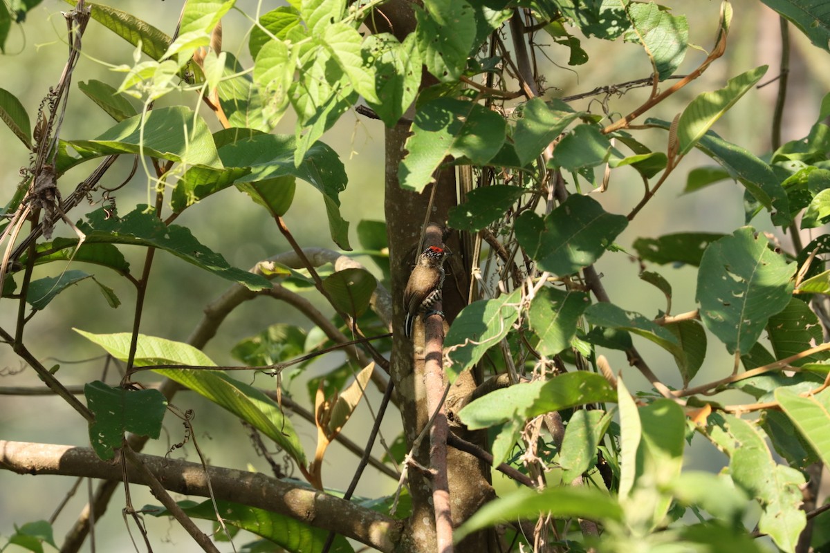 White-barred Piculet - ML611225810