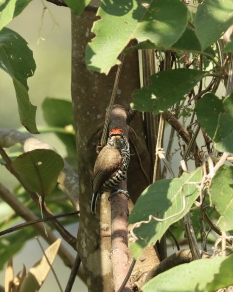 White-barred Piculet - ML611225811