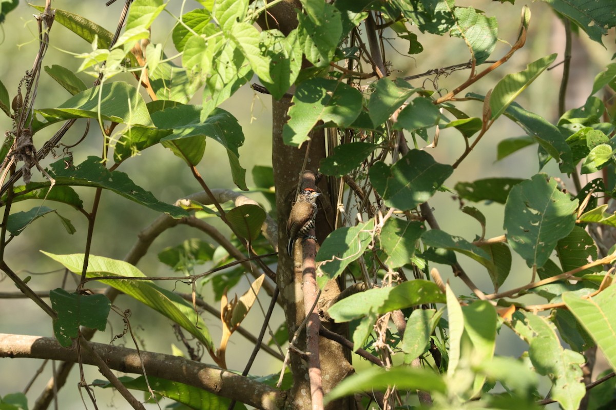 White-barred Piculet - ML611225812