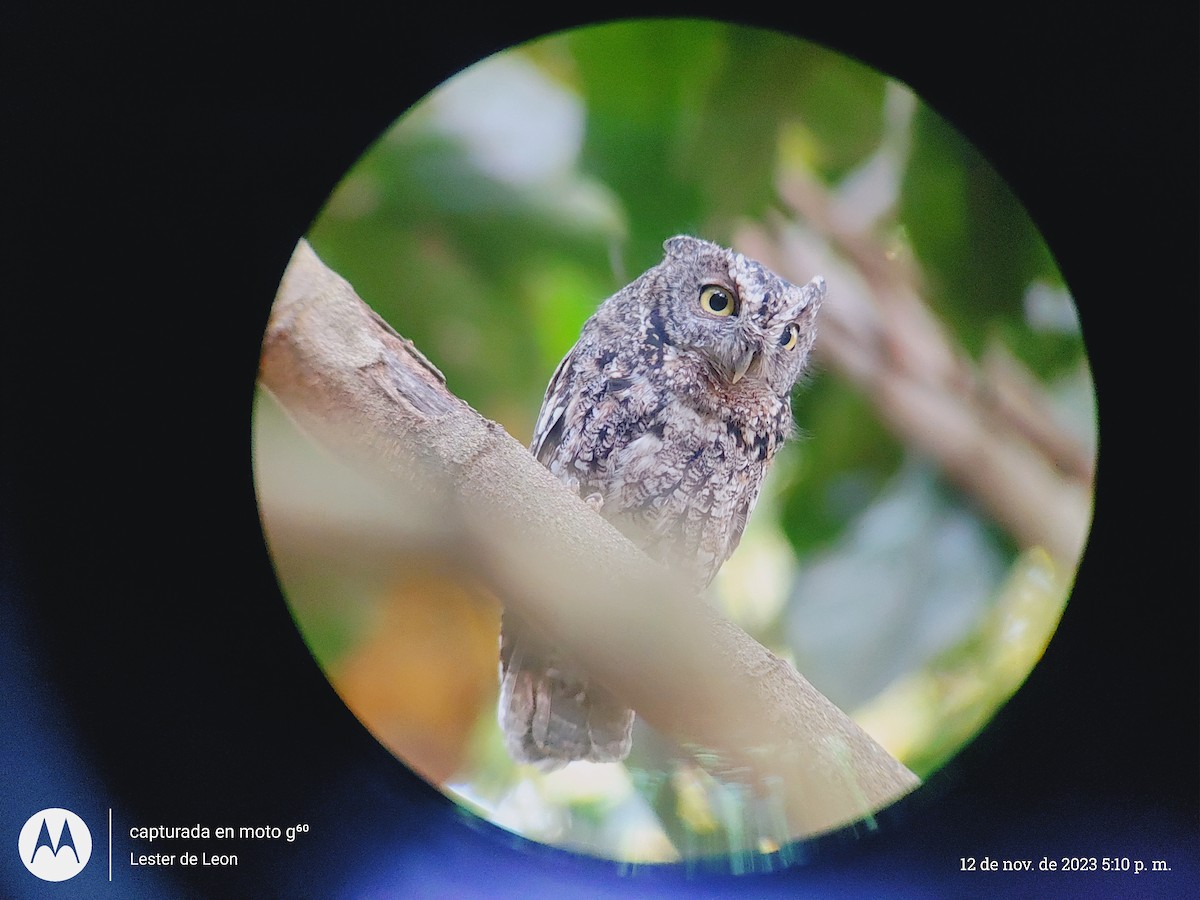 Whiskered Screech-Owl - Lester De León Lux (Birding guide) lesterdeleonlux@gmail.com +502 45082877