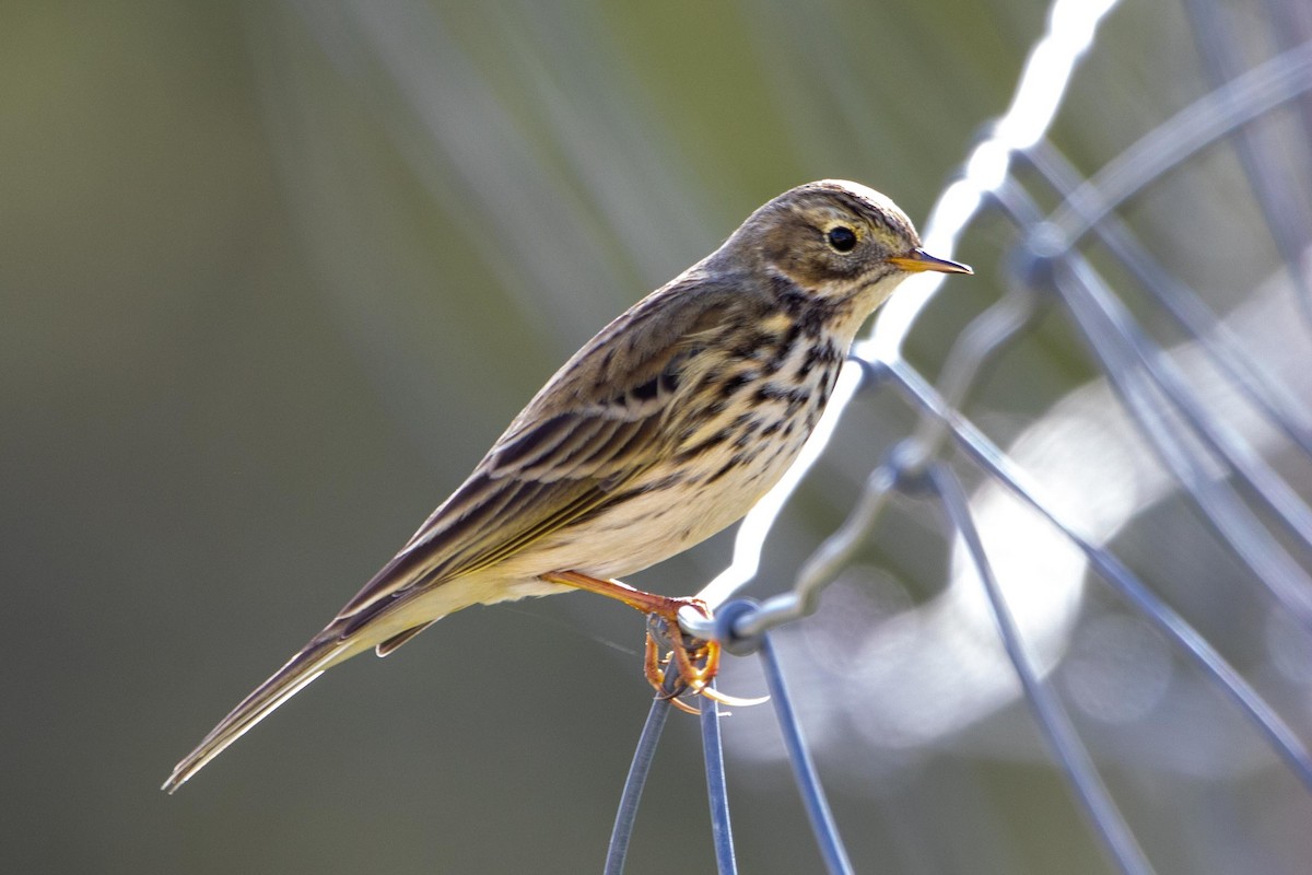 Meadow Pipit - ML611226270