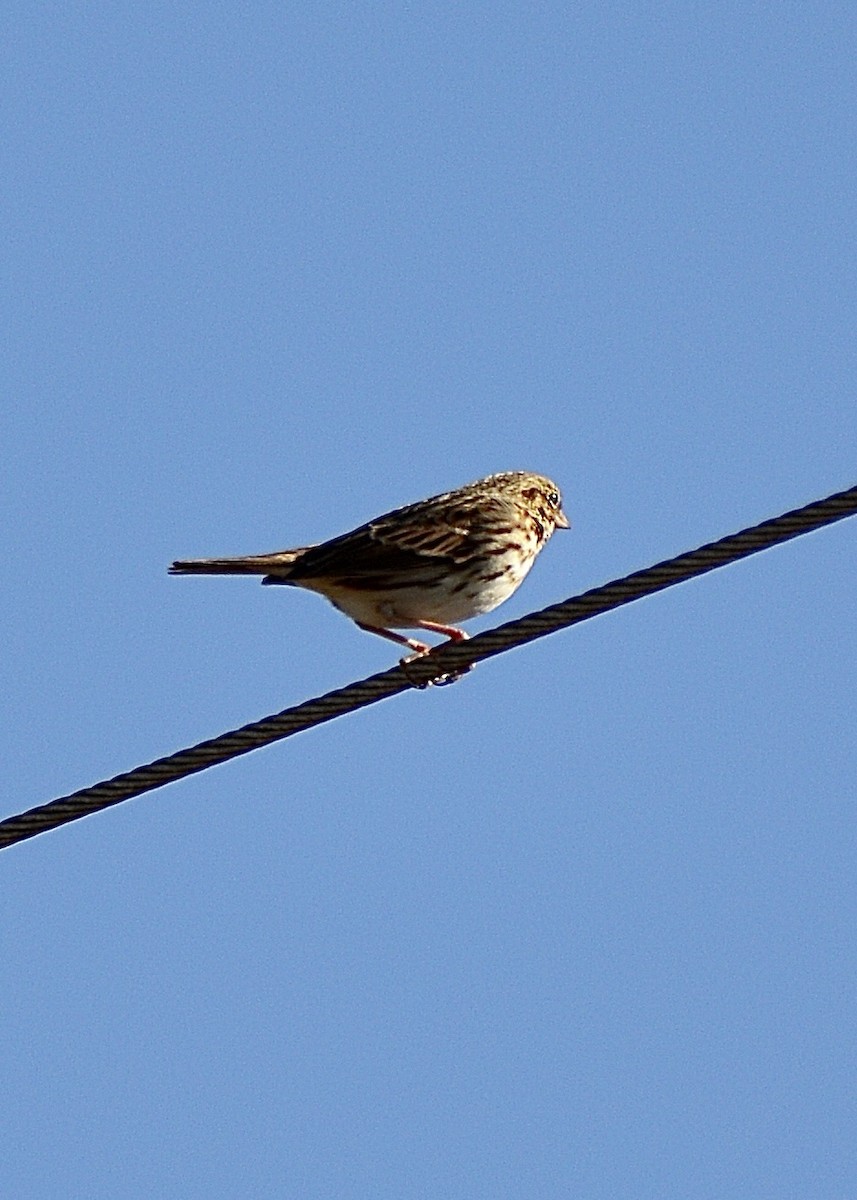 Savannah Sparrow - ML611226294