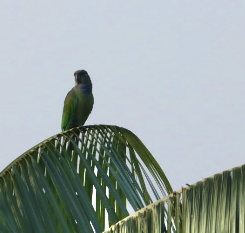 Папуга-червоногуз зеленощокий - ML611226302