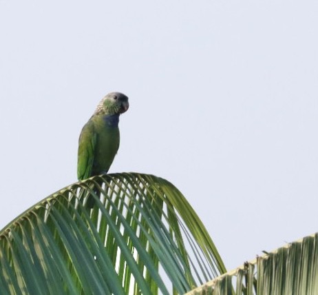 Папуга-червоногуз зеленощокий - ML611226303