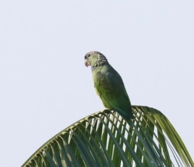 Папуга-червоногуз зеленощокий - ML611226304