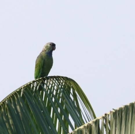 Папуга-червоногуз зеленощокий - ML611226305