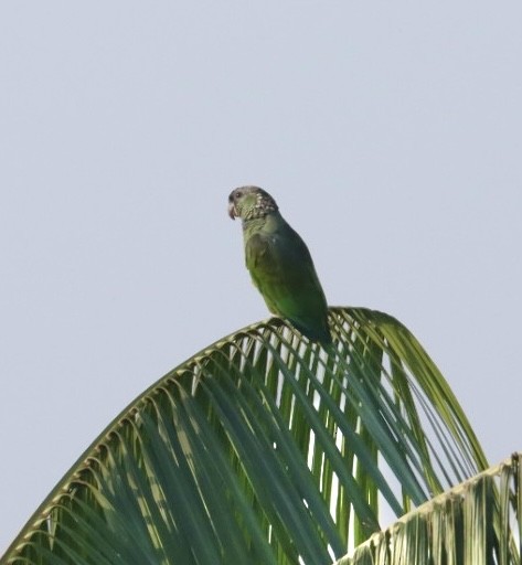 Папуга-червоногуз зеленощокий - ML611226306
