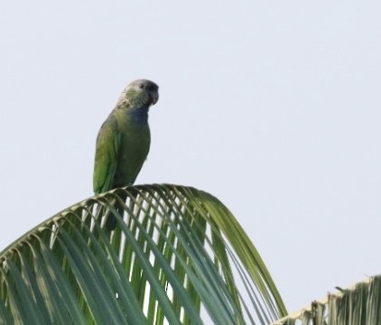 Папуга-червоногуз зеленощокий - ML611226307