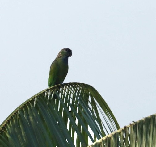 Scaly-headed Parrot - ML611226308