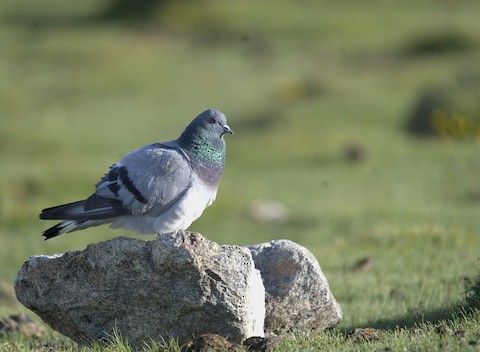 Hill Pigeon - eBird