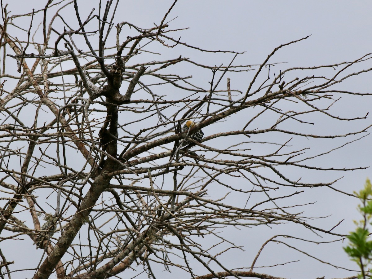 Yellow-crowned Woodpecker - ML611227051