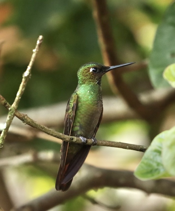 kolibřík brazilský - ML611227146